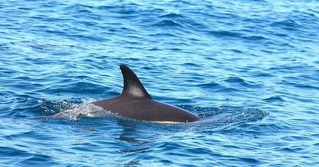 Dolphins and Caves